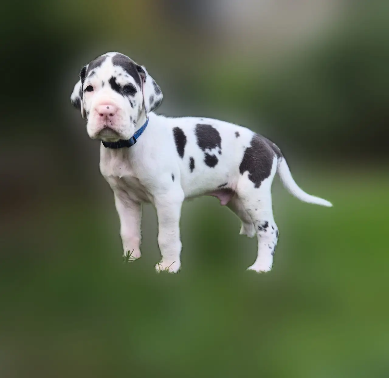 Fiji standing side-on, showing the harlequin coat