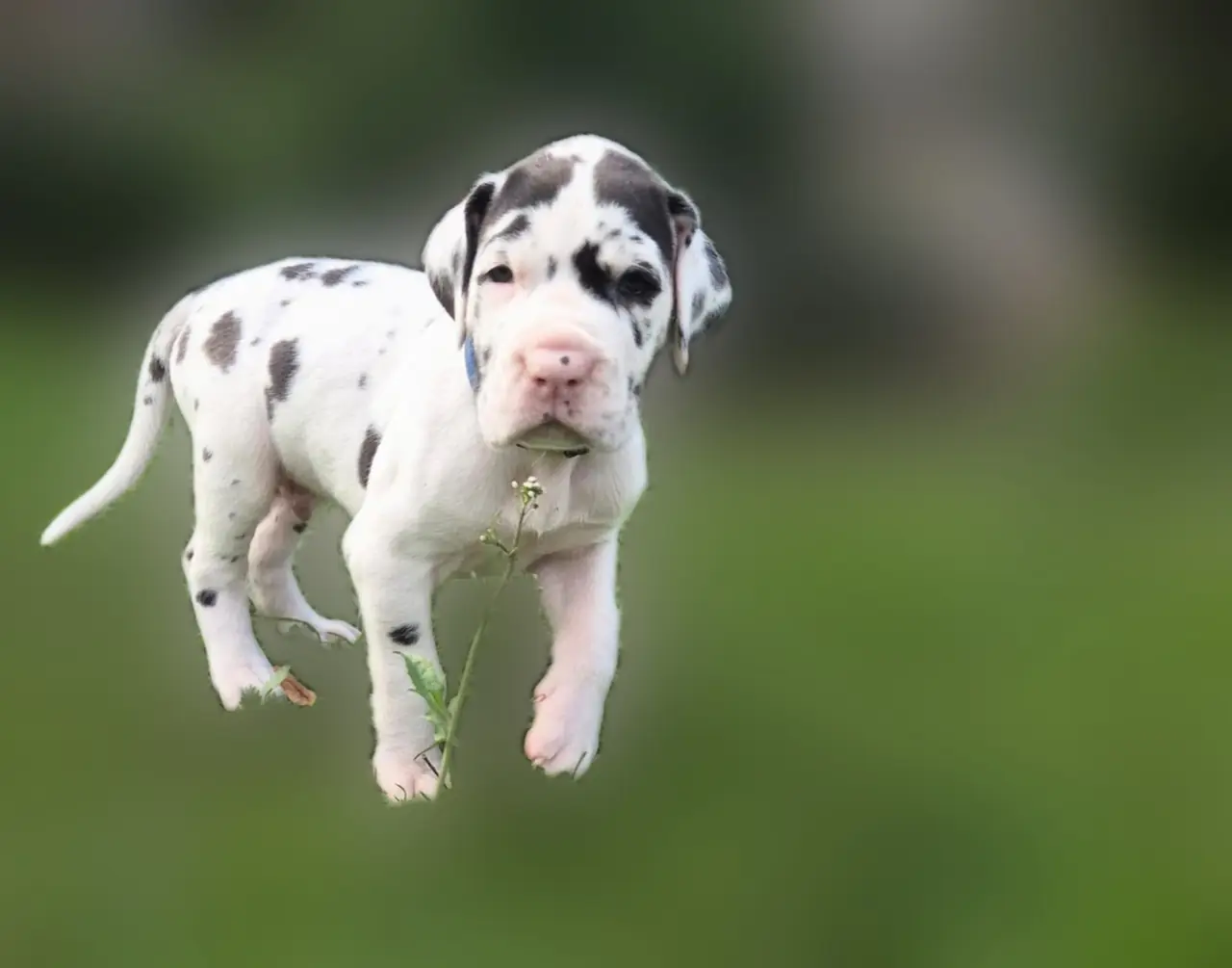 Fiji as a puppy standing in the grass