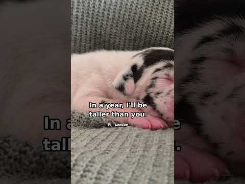 YouTube video thumbnail: Meet Fiji: Harlequin Great Dane Puppy in London #shorts