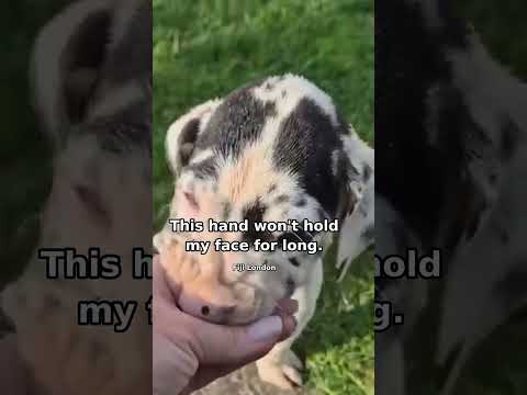 YouTube video thumbnail: This hand won't hold my face for long 🐾 #shorts
